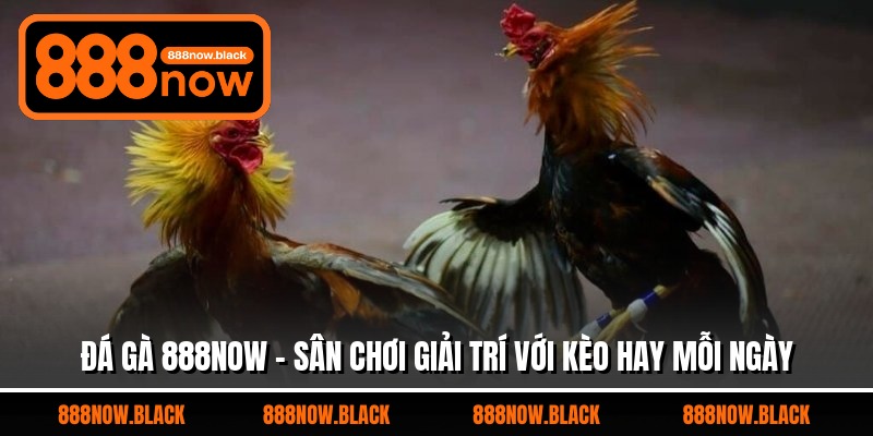 Đá Gà 888now - Sân Chơi Giải Trí Với Kèo Hay Mỗi Ngày