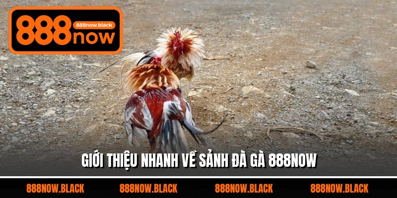 Giới thiệu nhanh về sảnh đà gà 888now